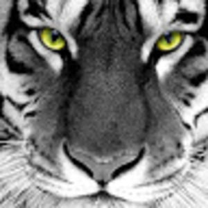 Meet your Posher, S.